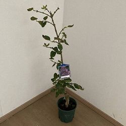 ライラック：クラークジャイアント6号ポット