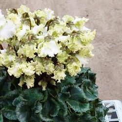 シクラメン：ドリカム　グリーンフレーム4号鉢植え