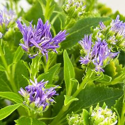 サイネリア：天使のエール パープル系4号鉢植え