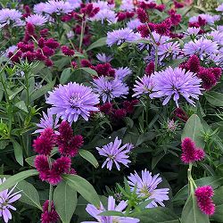 アルテルナンセラ千紅花火と友禅菊パオンブルーの寄せ植え3.5号ポット 2株セット