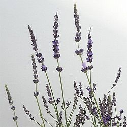 ラベンダー：フェノミナル4.5号ポット