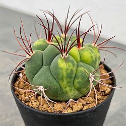 サボテン：ギムノカリキウム　新天地錦　3号鉢植え