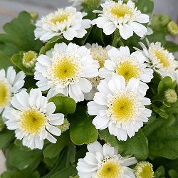 マトリカリア・カルロス3.5号ポット 4株セット