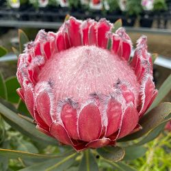 プロテア：オーストラリスピンク　7号鉢植え25-02