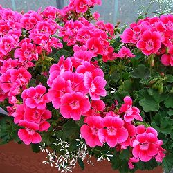 [26年4月上旬予約]ゼラニウム：プリティリトルピンク3.5号ポット