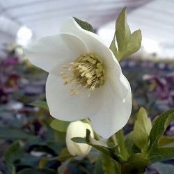 [26年1月中下旬予約]クリスマスローズ：*スノーホワイト5号鉢