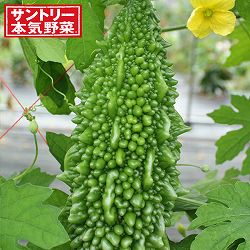 [26年4月下旬予約]ゴーヤ：ザウルスゴーヤ（苦瓜・ニガウリ）自根苗3号ポット 6株セット