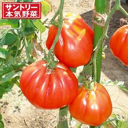 [26年4月下旬予約]トマト：ズッカ自根苗3号ポット 12株セット