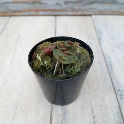 エピデンドラム：ロンギレペンス　2号硬質ポット