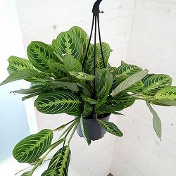マランタ：レモンライム　5号吊り鉢*