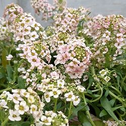 アリッサム：サーモン系3.5号ポット