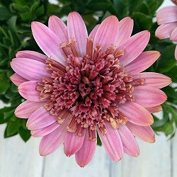 オステオスペルマム：プリンセス　コーラル3.5号ポット