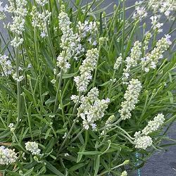 [26年4月上旬予約]ラベンダー：イングリッシュラベンダーホワイト（ブルーティエリーブラン）3号ポット