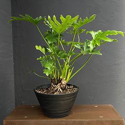 フィロデンドロン：セローム　7号平鉢植え*