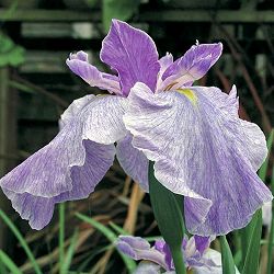 [26年4月上旬予約]ハナショウブ(花菖蒲)：粟津晴嵐（アワヅセイラン）4号ポット