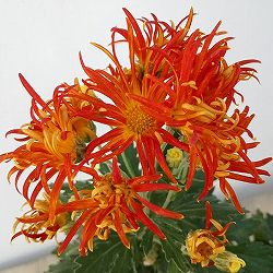 キク：嵯峨菊（さがぎく）オレンジ花4号鉢植え