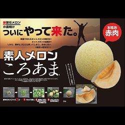 [送料無料][26年4月下旬予約]メロンの苗：素人メロン・ころあま3号ポット（R） 24株セット