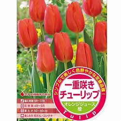 チューリップ（単色咲き）：オレンジジュース4球入り（T） 2個セット
