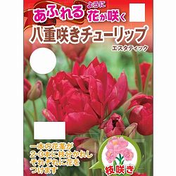 チューリップ：エスタティック3球入り 2個セット