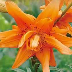 ユリ（八重咲すかし百合）：オランジェリー2球入り 2個セット