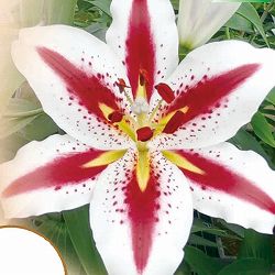 ユリ：オリエンタルリリー　ビックスマイル1球 2個セット