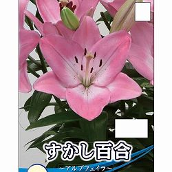 ユリ（すかし百合）：アルブフェイラ2球入り 2個セット