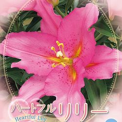 ユリ：ハートフルリリー　ベンドーム1球入り 2個セット