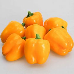 [送料無料][26年4月下旬予約]鈴なりパプリカ：らんらん自根苗3号ポット 24株セット