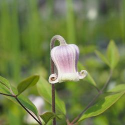 クレマチス：はるひ野3.5号ロングポット（ビオルナ系）