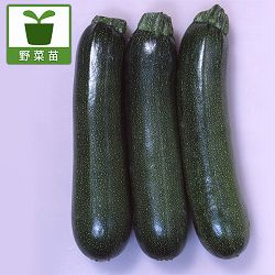 [送料無料][26年4月下旬予約]ズッキーニ：ウイルスつよしズッキーニグリーンボート2号　3.5号ポット 20株セット