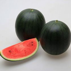 [26年5月中下旬予約]スイカ（ミニ）：ブラックレッドミニバルーン接木苗3.5号ポット 6株セット