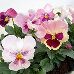 パンジー（大輪）：パシオ　ピーチ3.5号ポット 3株セット