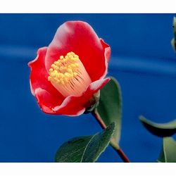 椿（ツバキ）：玉之浦(たまのうら)3.5号ポット