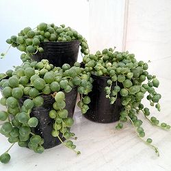 グリーンネックレス（大玉）3号ポット苗