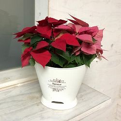 ポインセチア：ブーケポインセチア ミックス植え6号鉢植え
