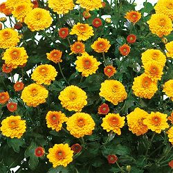 [26年4月上旬予約]キク（菊）：ガーデンミリオンマム・ラッシュ2.5号ポット