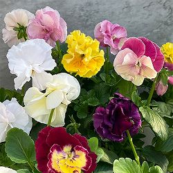 パンジー（八重咲き）：フレアーノ3.5号ポット 6株セット