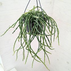 リプサリス：パラドクサ　4号吊り鉢