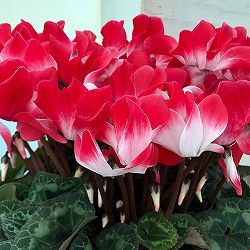 シクラメン：インディアカ　レッド5号鉢植え