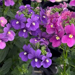 ネメシア：アレンジディープブルー3.5号ポット 12株セット