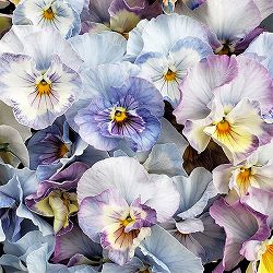 パンジー：ジョリーアンジュ3.5号ポット 3株セット