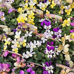 ビオラ：ジョリージョリ3.5号ポット 3株セット