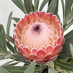 [ザ・ファームセレクト]プロテア：ジュリエット7号鉢植え（2F）