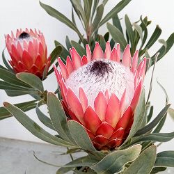 プロテア：ポッサムマジック7号鉢植え23-05（2F） の通販 | 園芸ネット