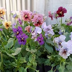 【お1人様1ポット】ビオラ：マイガール3号ポット