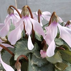 シクラメン（ミニ）：白銀の世界（細弁・ピアス系）3号ポット