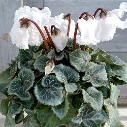 シクラメン（ミニ）：白銀の世界（ふわもこ系・ホワイト）3号ポット