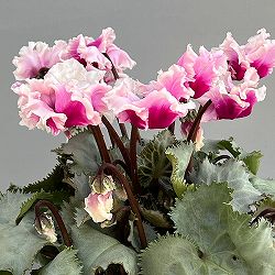 シクラメン（ミニ）：白銀の世界（フリンジ系）3号ポット