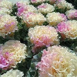 ハボタン：ラッフル ピンクメッシュ3号ポット 6株セット