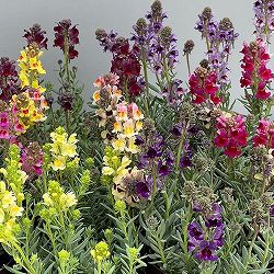 リナリア：リップルストーン花色見計らい　あしたかパレット3.5号ポット 3株セット